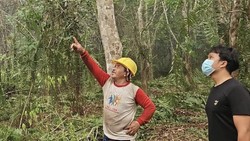 6 Sarang Orang Utan Ditemukan di Kebun Karet Terkepung Karhutla di Kotim