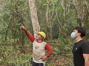 6 Sarang Orang Utan Ditemukan di Kebun Karet Terkepung Karhutla di Kotim