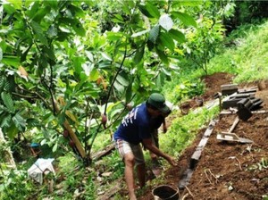 Panen Melimpah Durian hingga Kelapa di Tabanan Rawan Pencurian