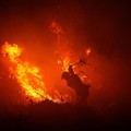 Seorang petugas pemadam kebakaran menggunakan ranting pohon untuk mencoba memadamkan kobaran api di tengah kebakaran hutan dan lahan di Palembang, Provinsi Sumatra Selatan, Indonesia, 8 September 2026. (REUTERS/Abriansyah Liberto)
