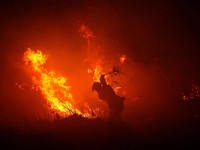 Seorang petugas pemadam kebakaran menggunakan ranting pohon untuk mencoba memadamkan kobaran api di tengah kebakaran hutan dan lahan di Palembang, Provinsi Sumatra Selatan, Indonesia, 8 September 2026. (REUTERS/Abriansyah Liberto)