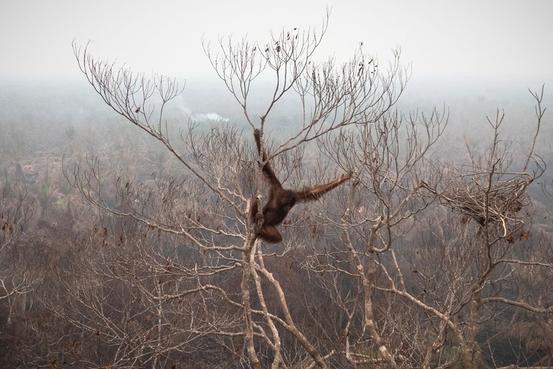 Seorang petugas penyelamat dan dokter hewan dari yayasan satwa liar Yayasan Inisiasi Alam Rehabilitasi Indonesia (YIARI) membawa seekor orangutan setelah diselamatkan dari area konsesi Nilai Konservasi Tinggi (HCV) di perkebunan kelapa sawit yang terdampak kebakaran hutan, di Desa Laman Satong, Kabupaten Ketapang, Provinsi Kalimantan Barat, Indonesia, 30 September 2026. (REUTERS/Victor Fidelis Sentosa)