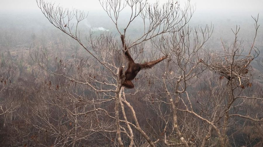 Seorang petugas penyelamat dan dokter hewan dari yayasan satwa liar Yayasan Inisiasi Alam Rehabilitasi Indonesia (YIARI) membawa seekor orangutan setelah diselamatkan dari area konsesi Nilai Konservasi Tinggi (HCV) di perkebunan kelapa sawit yang ter