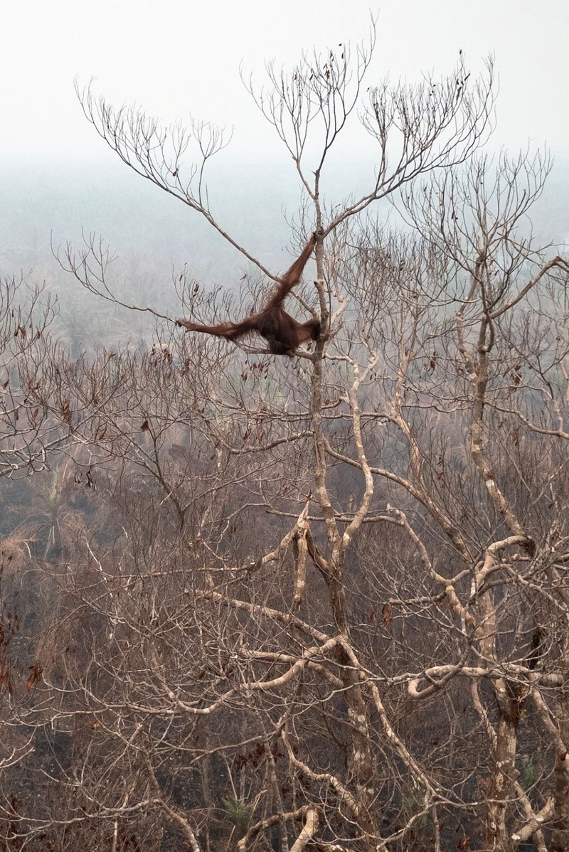 Seorang petugas penyelamat dan dokter hewan dari yayasan satwa liar Yayasan Inisiasi Alam Rehabilitasi Indonesia (YIARI) membawa seekor orangutan setelah diselamatkan dari area konsesi Nilai Konservasi Tinggi (HCV) di perkebunan kelapa sawit yang terdampak kebakaran hutan, di Desa Laman Satong, Kabupaten Ketapang, Provinsi Kalimantan Barat, Indonesia, 30 September 2026. (REUTERS/Victor Fidelis Sentosa)