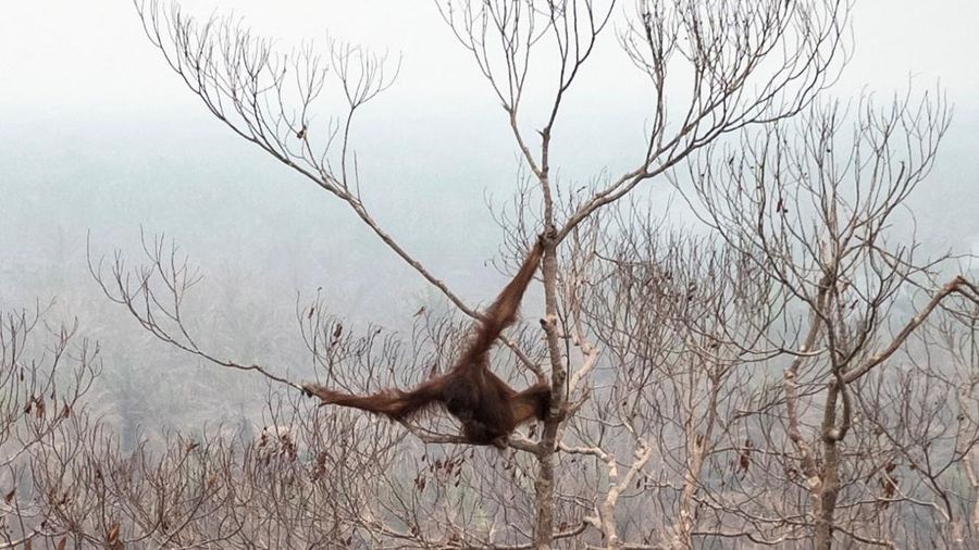 Seorang petugas penyelamat dan dokter hewan dari yayasan satwa liar Yayasan Inisiasi Alam Rehabilitasi Indonesia (YIARI) membawa seekor orangutan setelah diselamatkan dari area konsesi Nilai Konservasi Tinggi (HCV) di perkebunan kelapa sawit yang ter