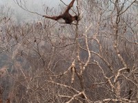 Seorang petugas penyelamat dan dokter hewan dari yayasan satwa liar Yayasan Inisiasi Alam Rehabilitasi Indonesia (YIARI) membawa seekor orangutan setelah diselamatkan dari area konsesi Nilai Konservasi Tinggi (HCV) di perkebunan kelapa sawit yang ter