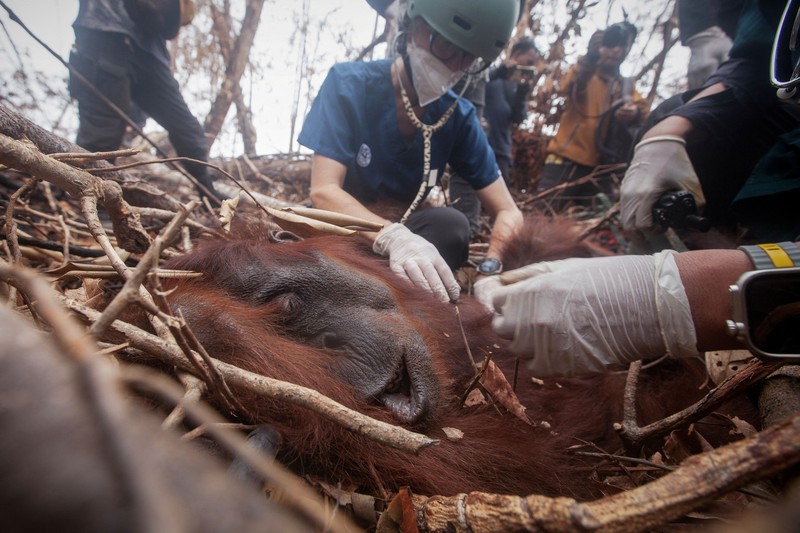Seorang petugas penyelamat dan dokter hewan dari yayasan satwa liar Yayasan Inisiasi Alam Rehabilitasi Indonesia (YIARI) membawa seekor orangutan setelah diselamatkan dari area konsesi Nilai Konservasi Tinggi (HCV) di perkebunan kelapa sawit yang terdampak kebakaran hutan, di Desa Laman Satong, Kabupaten Ketapang, Provinsi Kalimantan Barat, Indonesia, 30 September 2026. (REUTERS/Victor Fidelis Sentosa)