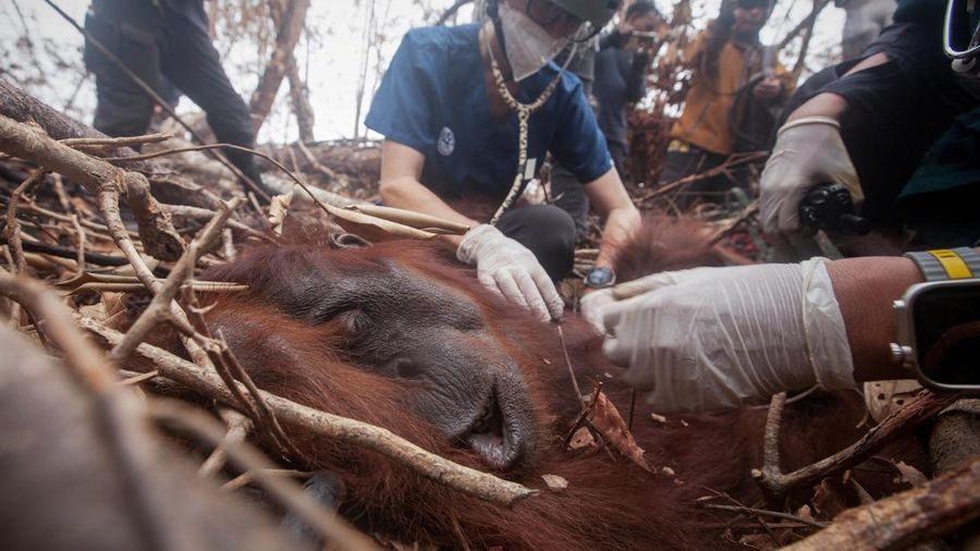 Seorang petugas penyelamat dan dokter hewan dari yayasan satwa liar Yayasan Inisiasi Alam Rehabilitasi Indonesia (YIARI) membawa seekor orangutan setelah diselamatkan dari area konsesi Nilai Konservasi Tinggi (HCV) di perkebunan kelapa sawit yang ter