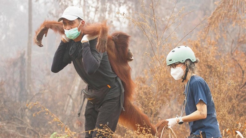 Seorang petugas penyelamat dan dokter hewan dari yayasan satwa liar Yayasan Inisiasi Alam Rehabilitasi Indonesia (YIARI) membawa seekor orangutan setelah diselamatkan dari area konsesi Nilai Konservasi Tinggi (HCV) di perkebunan kelapa sawit yang ter