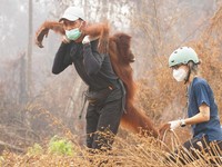 Seorang petugas penyelamat dan dokter hewan dari yayasan satwa liar Yayasan Inisiasi Alam Rehabilitasi Indonesia (YIARI) membawa seekor orangutan setelah diselamatkan dari area konsesi Nilai Konservasi Tinggi (HCV) di perkebunan kelapa sawit yang ter