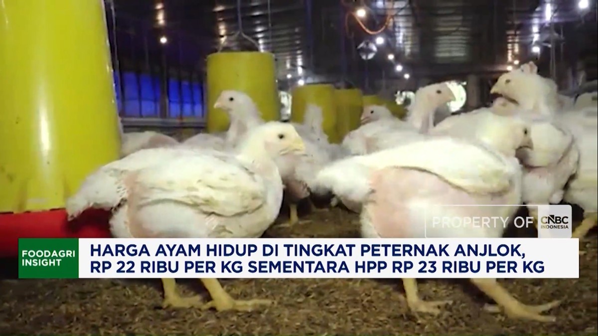Video: Harga Ayam Hidup di Tingkat Peternak Anjlok
