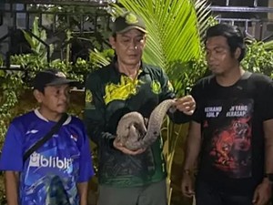 Nyasar ke Parit Dekat Puskesmas di Sampit, Tenggiling 4 Kg Diselamatkan Warga