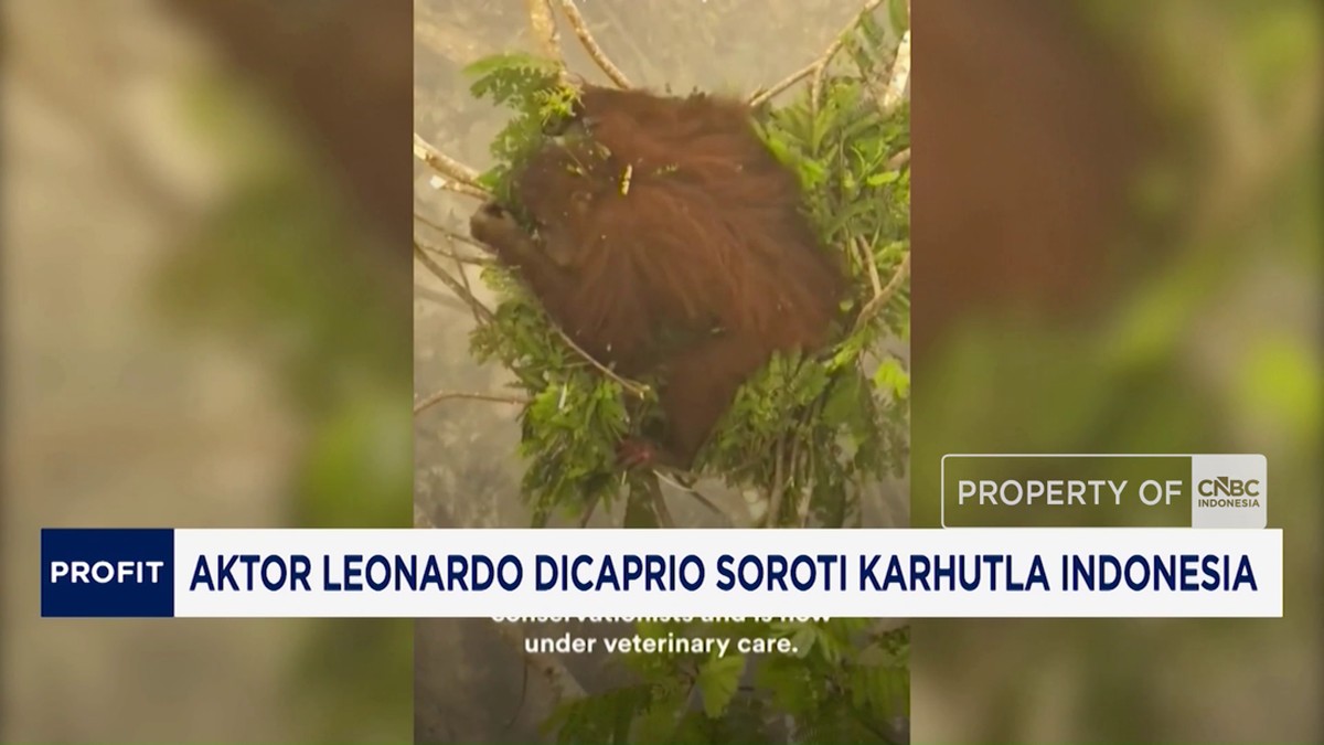 Video: Aktor Leonardo Dicaprio Soroti Karhutla Indonesia