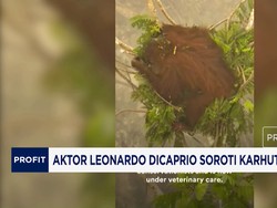 Aktor Leonardo Dicaprio Soroti Karhutla Indonesia