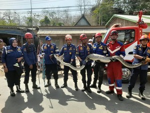Ular Piton 4 Meter Dalam Sumur Bikin Geger Warga di Maros