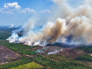 Api Karhutla Masuk TN Berbak, Petugas Terkendala Akses dan Air