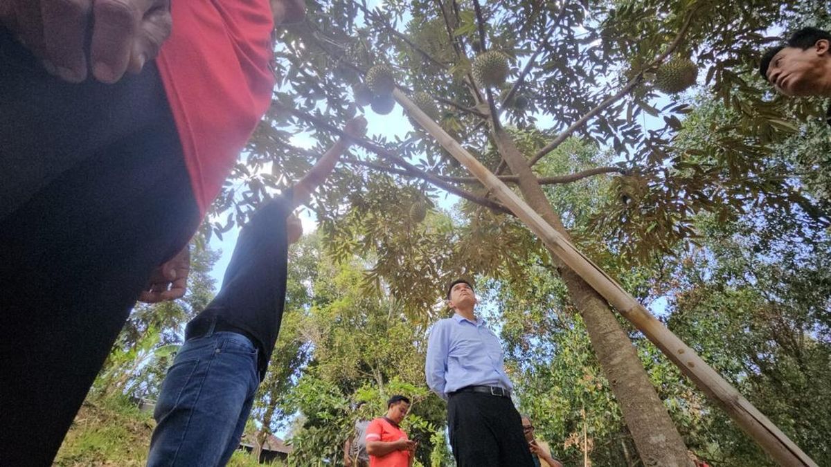 Kementan Percepat HDDAP Buleleng, Benih Manggis &amp; Durian Siap Disalurkan — NadiKabar.com
