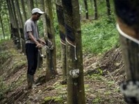 Petani Karet. (Dok. Kementerian PUPR via Detikcom)