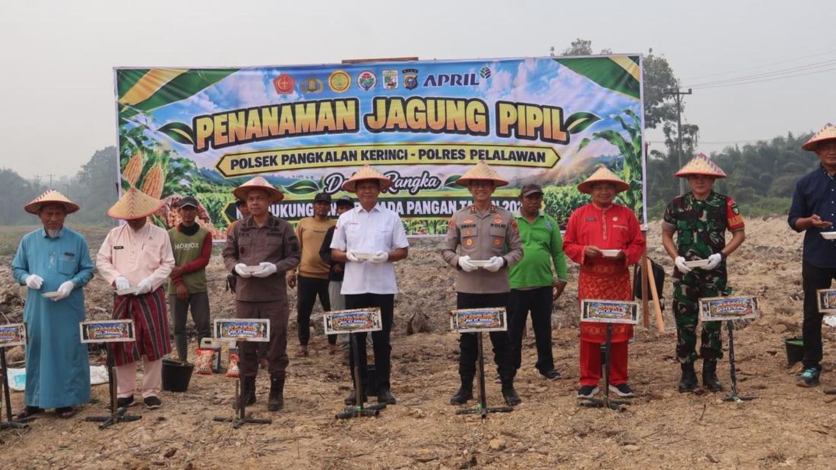 Lahan 3 Hektare di Pelalawan Ditanami Jagung, Polisi Dukung Ketahanan Pangan — NadiKabar.com