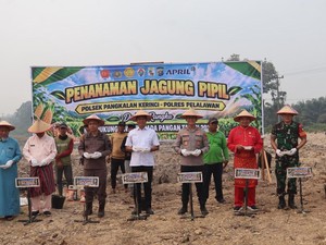 Lahan 3 Hektare di Pelalawan Ditanami Jagung, Polisi Dukung Ketahanan Pangan