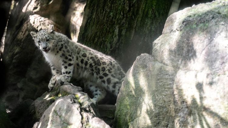 Sarka Tumbuh di Bronx Zoo, Harapan Baru Konservasi Macan Tutul Salju