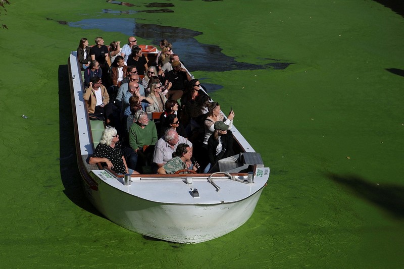 Sebuah kapal wisata melintasi bagian Sungai Lys di Ghent, Belgia, yang tertutup tanaman air duckweed pada 5 Oktober 2026. (REUTERS/Stephanie Lecocq)