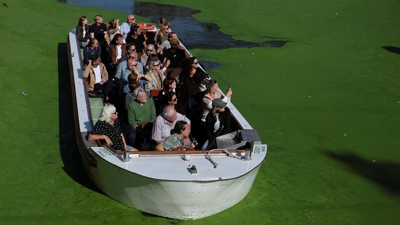 Sebuah kapal wisata melintasi bagian Sungai Lys di Ghent, Belgia, yang tertutup tanaman air duckweed pada 5 Oktober 2026.