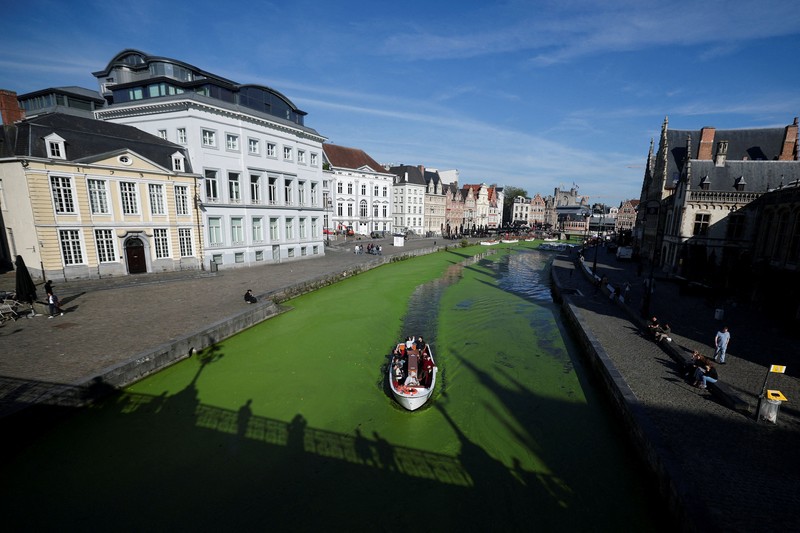 Sebuah kapal wisata melintasi bagian Sungai Lys di Ghent, Belgia, yang tertutup tanaman air duckweed pada 5 Oktober 2026. (REUTERS/Stephanie Lecocq)