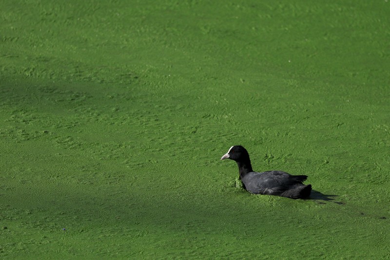 Sebuah kapal wisata melintasi bagian Sungai Lys di Ghent, Belgia, yang tertutup tanaman air duckweed pada 5 Oktober 2026. (REUTERS/Stephanie Lecocq)
