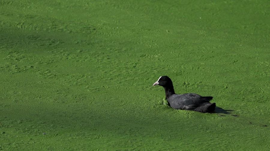 Seekor bebek berenang di bagian Sungai Lys yang tertutup tanaman air *duckweed* di Ghent, Belgia, pada 5 Oktober 2026.
