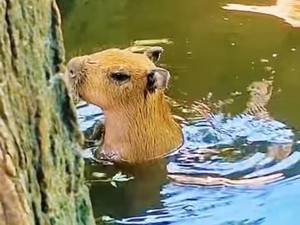 Panas Ekstrem, Primata di Semarang Zoo Dapat Es Buah