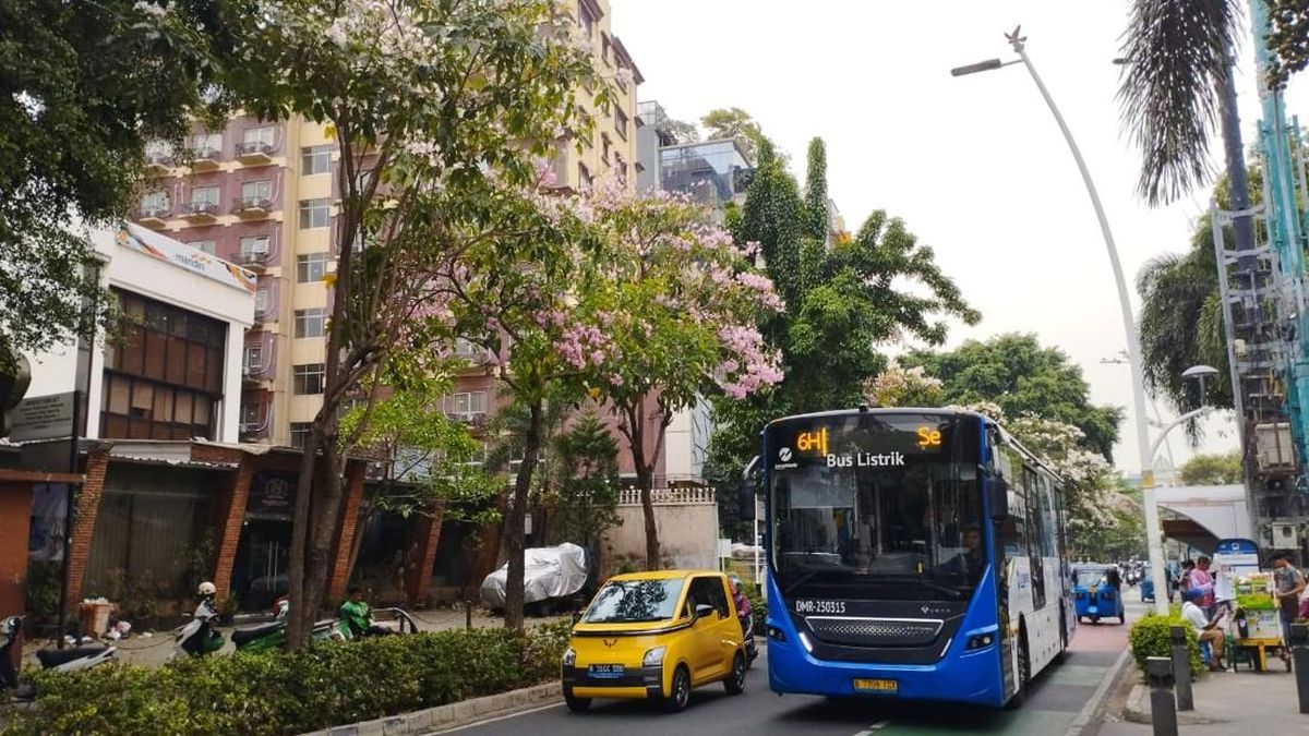 Bunga Tabebuya Bermekaran Bikin Jalan Cikini Jakpus Estetik — NadiKabar.com