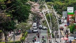 Bunga Tabebuya Bermekaran, Jalan Cikini Berasa di Jepang