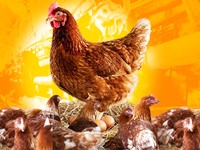 10 Provinsi yang Jadi Raja Ayam Petelur di RI,Siapa Pesaing Jatim?