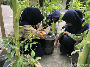 SD di Sleman Bikin Kebun Sayur dari Ratusan Galon Bekas, Sisa MBG Jadi Pupuk