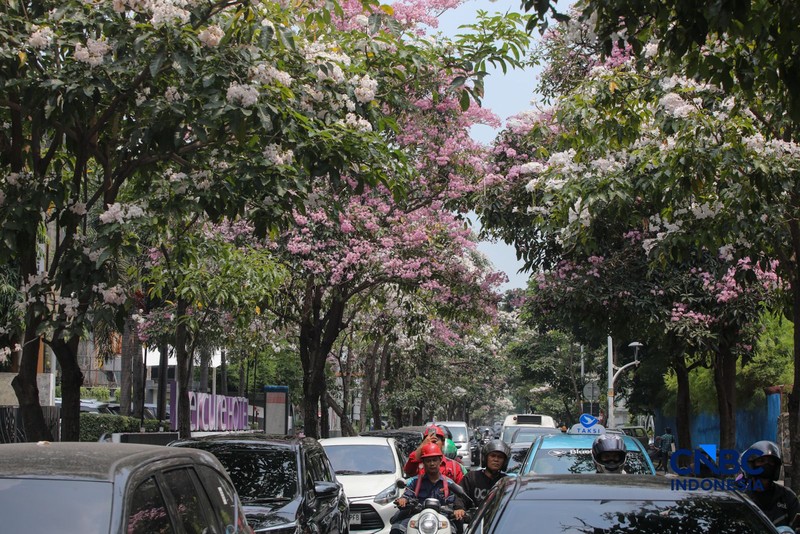 Kendara melintas di dekat pohon tabebuya yang bunganya bermekaran di Jalan Cikini Raya, Jakarta, Rabu (7/10/2026). (CNBC Indonesia/Faisal Rahman)