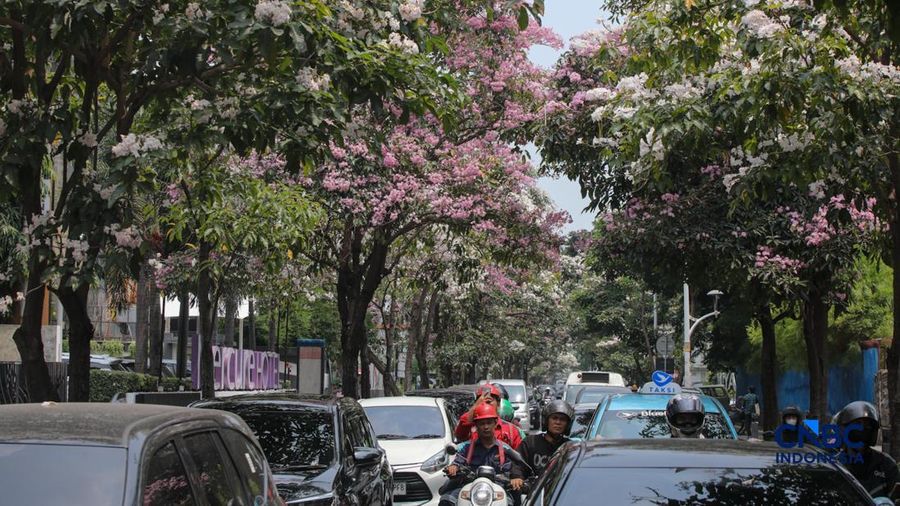 Kendara melintas di dekat pohon tabebuya yang bunganya bermekaran di Jalan Cikini Raya, Jakarta, Rabu (7/10/2026). (CNBC Indonesia/Faisal Rahman)