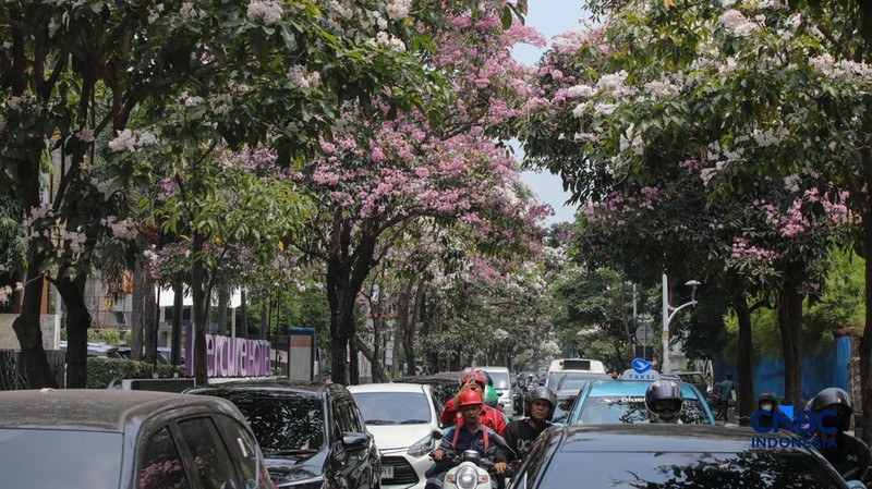 Kendara melintas di dekat pohon tabebuya yang bunganya bermekaran di Jalan Cikini Raya, Jakarta, Rabu (7/10/2026). (CNBC Indonesia/Faisal Rahman)