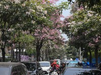 Kendara melintas di dekat pohon tabebuya yang bunganya bermekaran di Jalan Cikini Raya, Jakarta, Rabu (7/10/2026). (CNBC Indonesia/Faisal Rahman)
