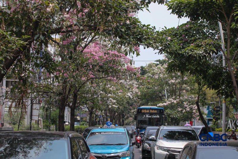 Kendara melintas di dekat pohon tabebuya yang bunganya bermekaran di Jalan Cikini Raya, Jakarta, Rabu (7/10/2026). (CNBC Indonesia/Faisal Rahman)