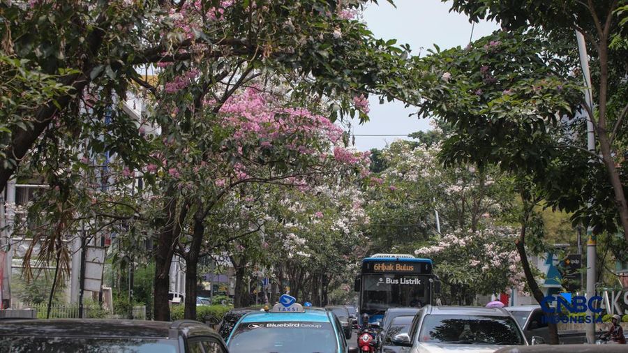 Kendara melintas di dekat pohon tabebuya yang bunganya bermekaran di Jalan Cikini Raya, Jakarta, Rabu (7/10/2026). (CNBC Indonesia/Faisal Rahman)