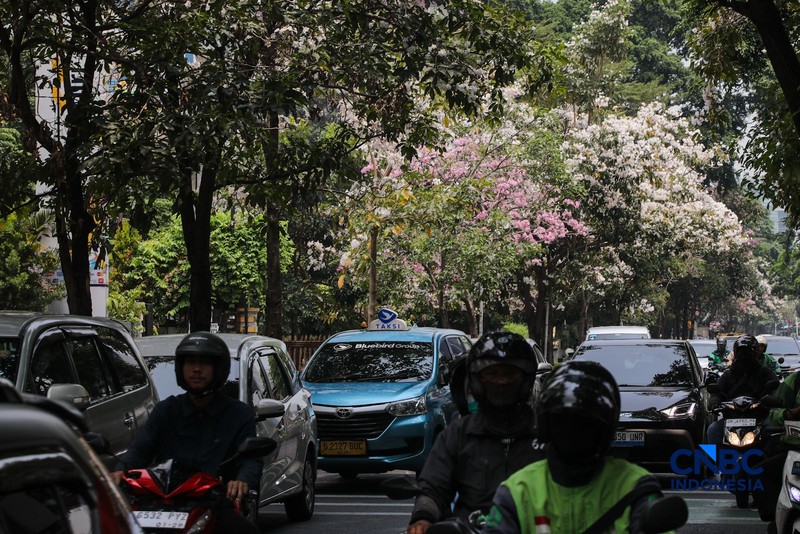 Kendara melintas di dekat pohon tabebuya yang bunganya bermekaran di Jalan Cikini Raya, Jakarta, Rabu (7/10/2026). (CNBC Indonesia/Faisal Rahman)