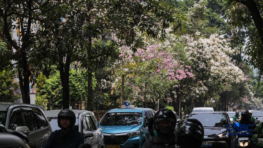 Kendara melintas di dekat pohon tabebuya yang bunganya bermekaran di Jalan Cikini Raya, Jakarta, Rabu (7/10/2026). (CNBC Indonesia/Faisal Rahman)
