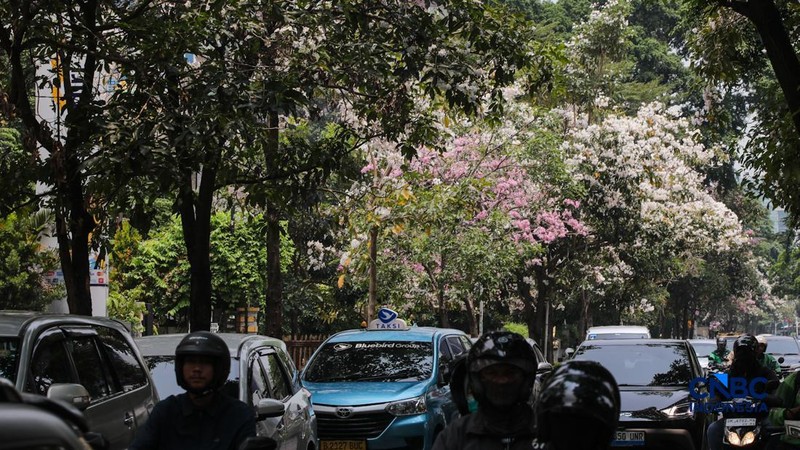 Kendara melintas di dekat pohon tabebuya yang bunganya bermekaran di Jalan Cikini Raya, Jakarta, Rabu (7/10/2026). (CNBC Indonesia/Faisal Rahman)