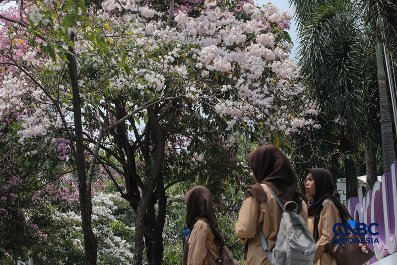 Kendara melintas di dekat pohon tabebuya yang bunganya bermekaran di Jalan Cikini Raya, Jakarta, Rabu (7/10/2026). (CNBC Indonesia/Faisal Rahman)