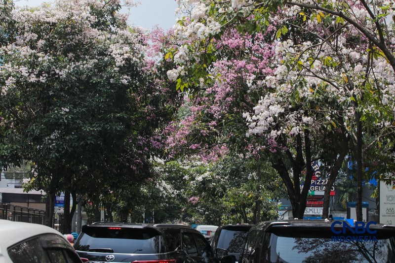 Kendara melintas di dekat pohon tabebuya yang bunganya bermekaran di Jalan Cikini Raya, Jakarta, Rabu (7/10/2026). (CNBC Indonesia/Faisal Rahman)