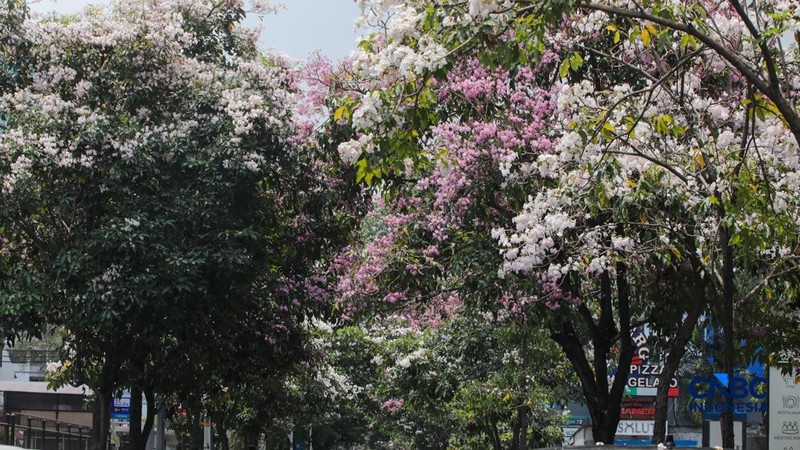 Kendara melintas di dekat pohon tabebuya yang bunganya bermekaran di Jalan Cikini Raya, Jakarta, Rabu (7/10/2026). (CNBC Indonesia/Faisal Rahman)