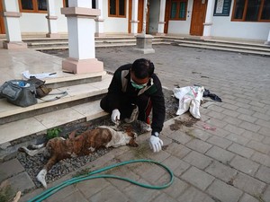 5 Warga Sudaji Buleleng Digigit Anjing dalam Dua Hari