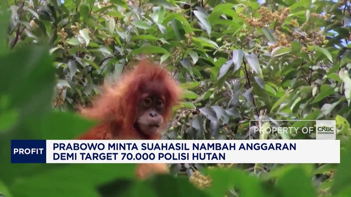 Video: Prabowo Minta Suahasil Tambah Anggaran 70.000 Polisi Hutan