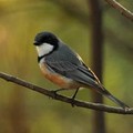 Burung Pachycephalidae. (Wikipedia)